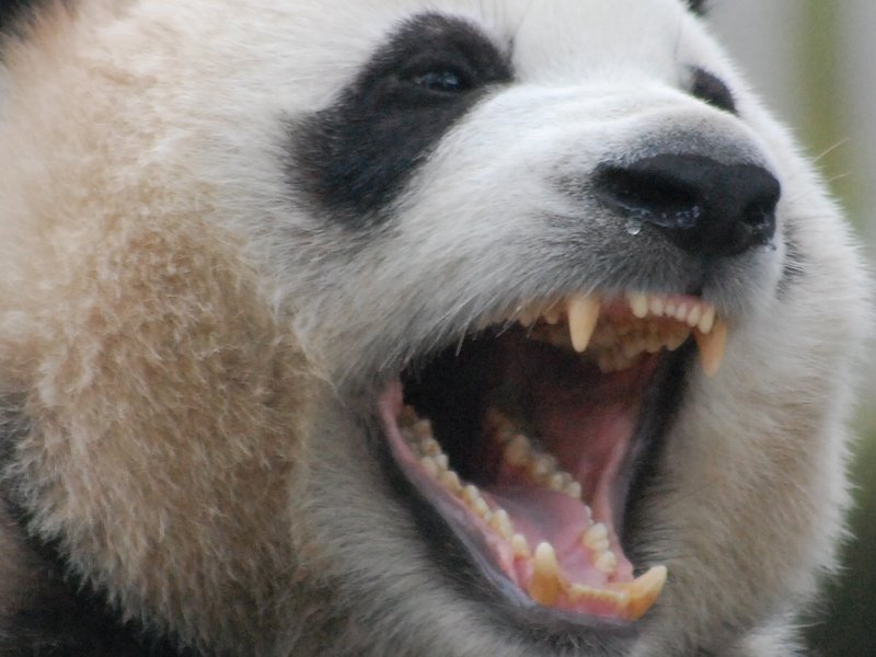 Unpopular Opinion: F#%k Pandas.